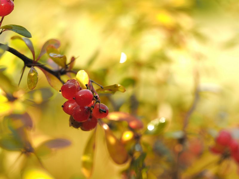 Berberis prattii